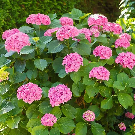 Bed And Breakfast Hoorn هورن